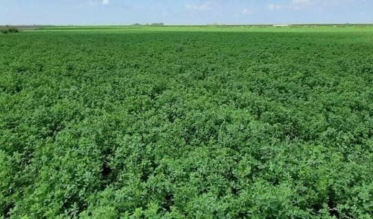 Campo Mixto (con explotación Ganadera)
